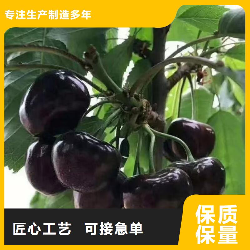 苹果苗视频-苹果苗(轩园)覆盖地域江西省宜春市铜鼓|奉新|南昌|吉安|新余|景德镇