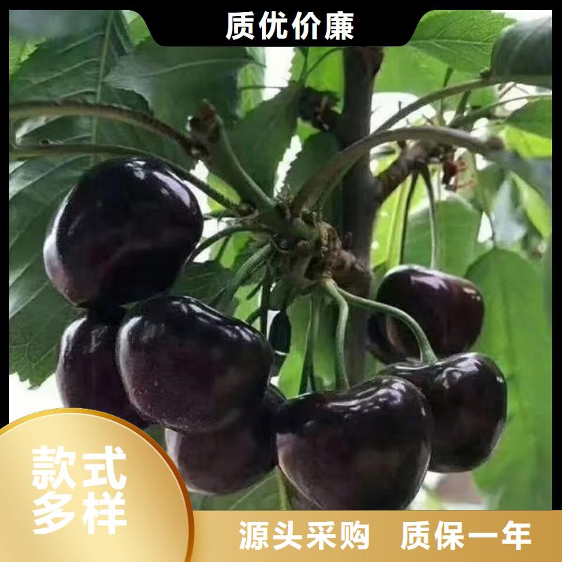 苹果苗视频-苹果苗|大庆市|林甸|肇源|绥化|佳木斯|牡丹江|大兴安岭|鹤岗
