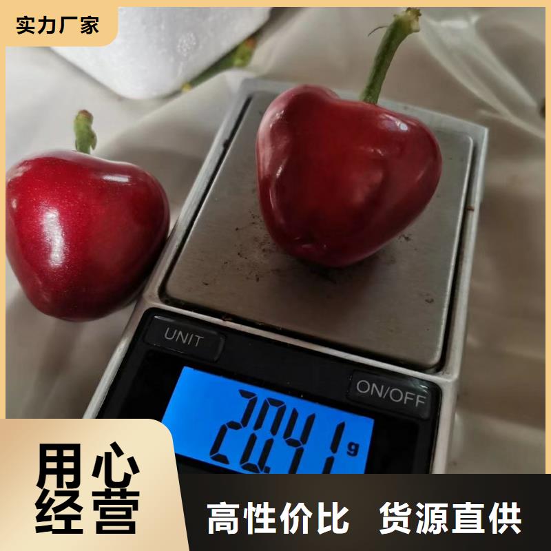 【 樱桃,梨树苗交货准时】-轩园园艺场(大庆市分公司)