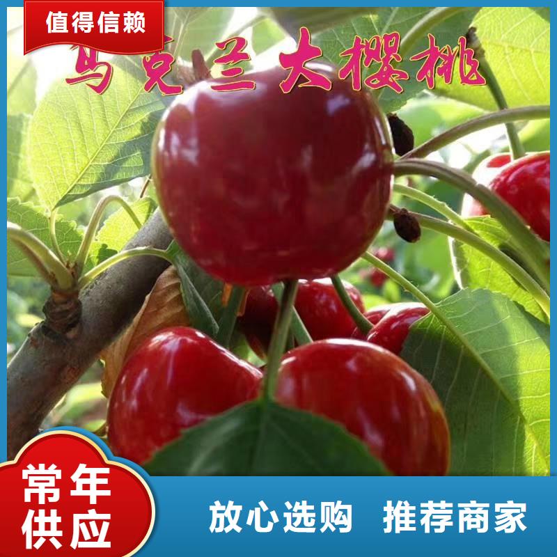 樱桃蓝莓苗快速生产