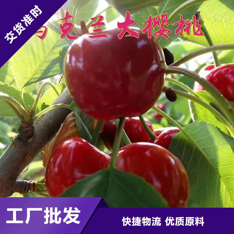 苹果苗视频-古田|寿宁|南平|三明|漳州|泉州苹果苗用心经营-轩园园艺场(宁德市分公司)