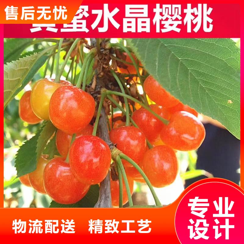 苹果苗视频-古田|寿宁|南平|三明|漳州|泉州苹果苗用心经营-轩园园艺场(宁德市分公司)