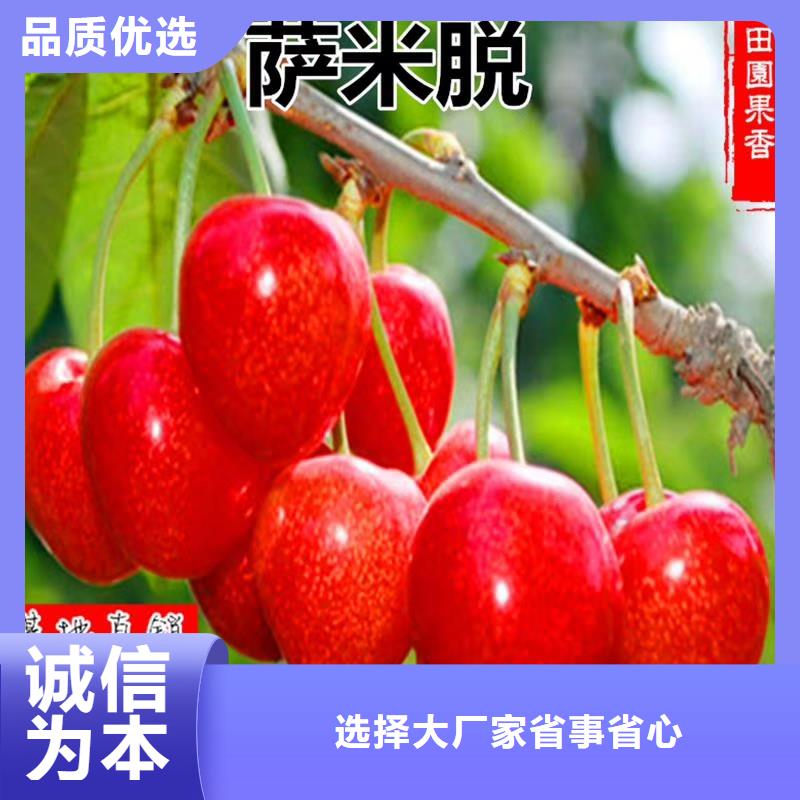 苹果苗视频-古田|寿宁|南平|三明|漳州|泉州苹果苗用心经营-轩园园艺场(宁德市分公司)