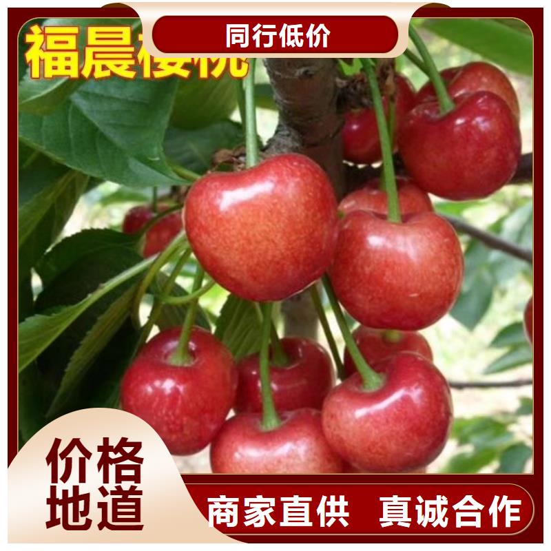 【 樱桃,梨树苗交货准时】-轩园园艺场(大庆市分公司)