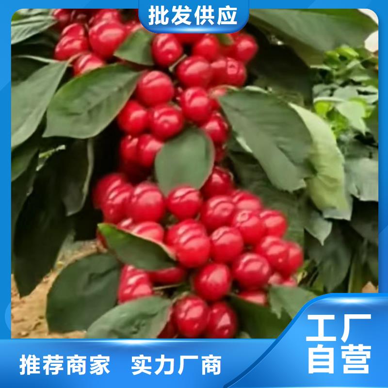 苹果苗视频-苹果苗|大庆市|林甸|肇源|绥化|佳木斯|牡丹江|大兴安岭|鹤岗