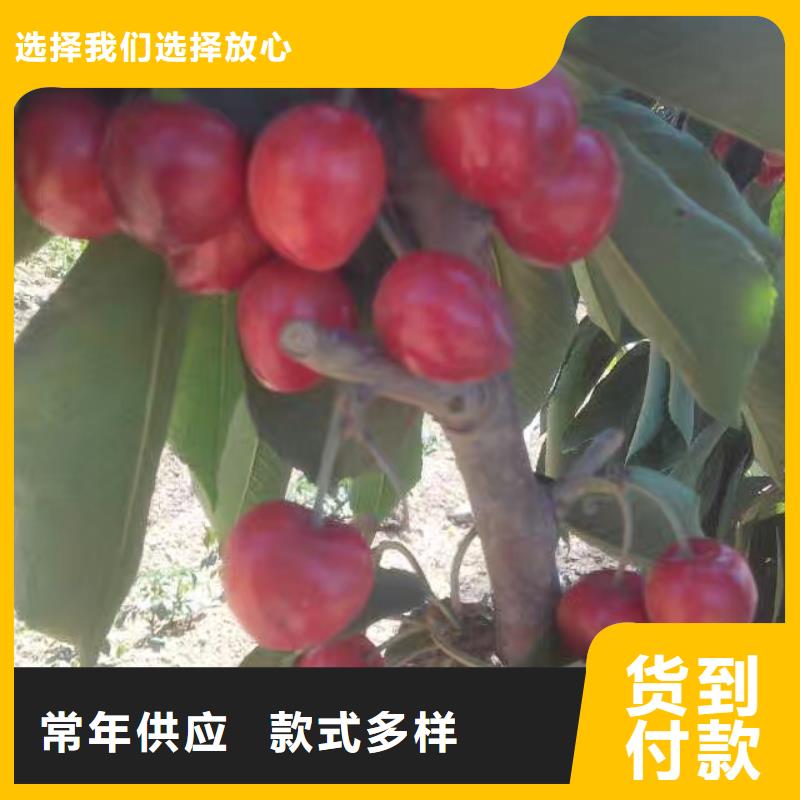 樱桃蓝莓苗快速生产