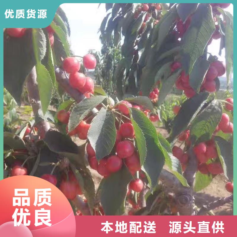 樱桃3公分石榴苗源厂供货