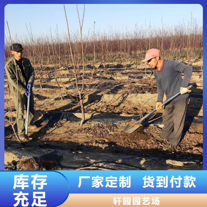樱桃樱桃苗一致好评产品