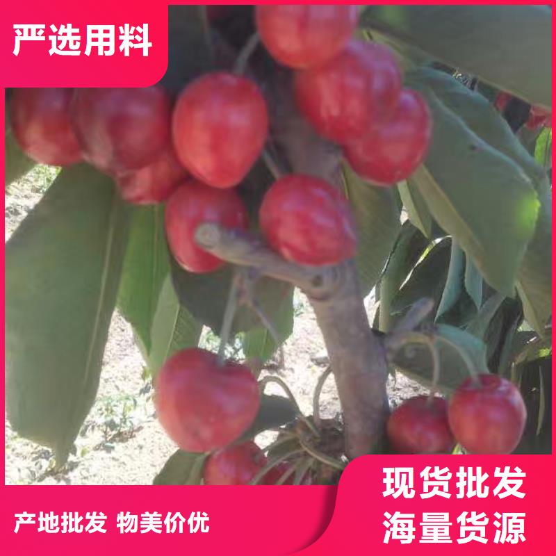 樱桃蓝莓苗快速生产