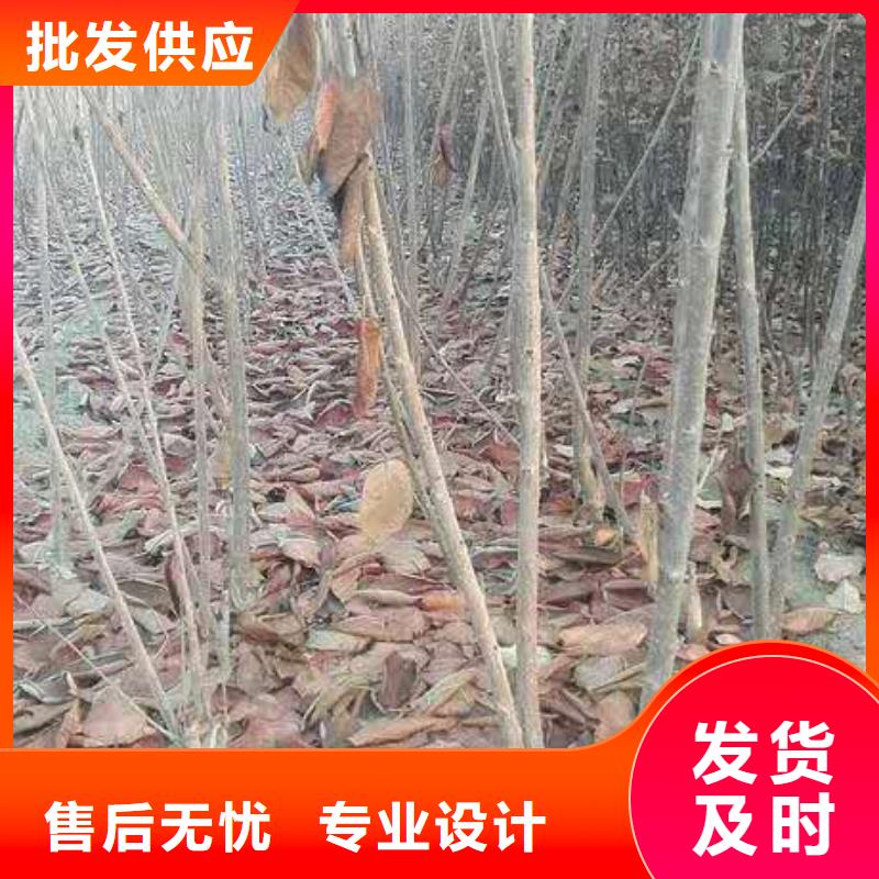 樱桃,苹果苗出货快