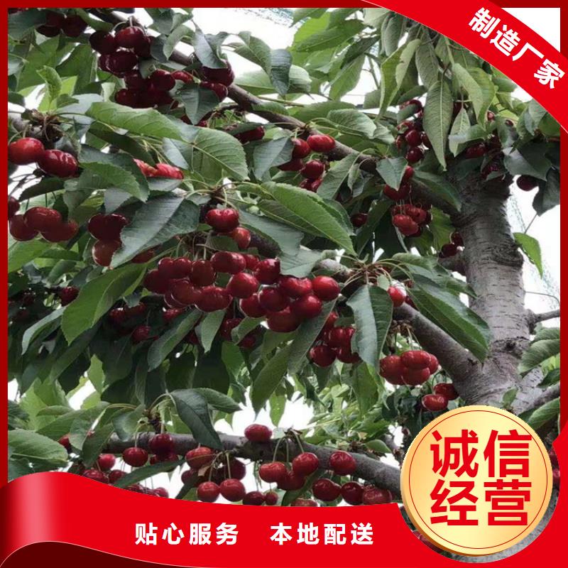 樱桃苹果苗品牌专营