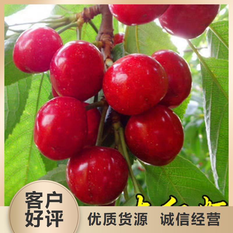 苹果苗视频-苹果苗|大庆市|林甸|肇源|绥化|佳木斯|牡丹江|大兴安岭|鹤岗
