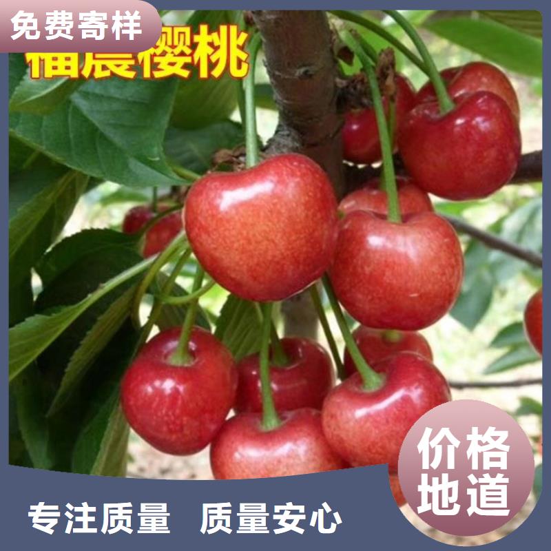 樱桃樱桃苗一致好评产品