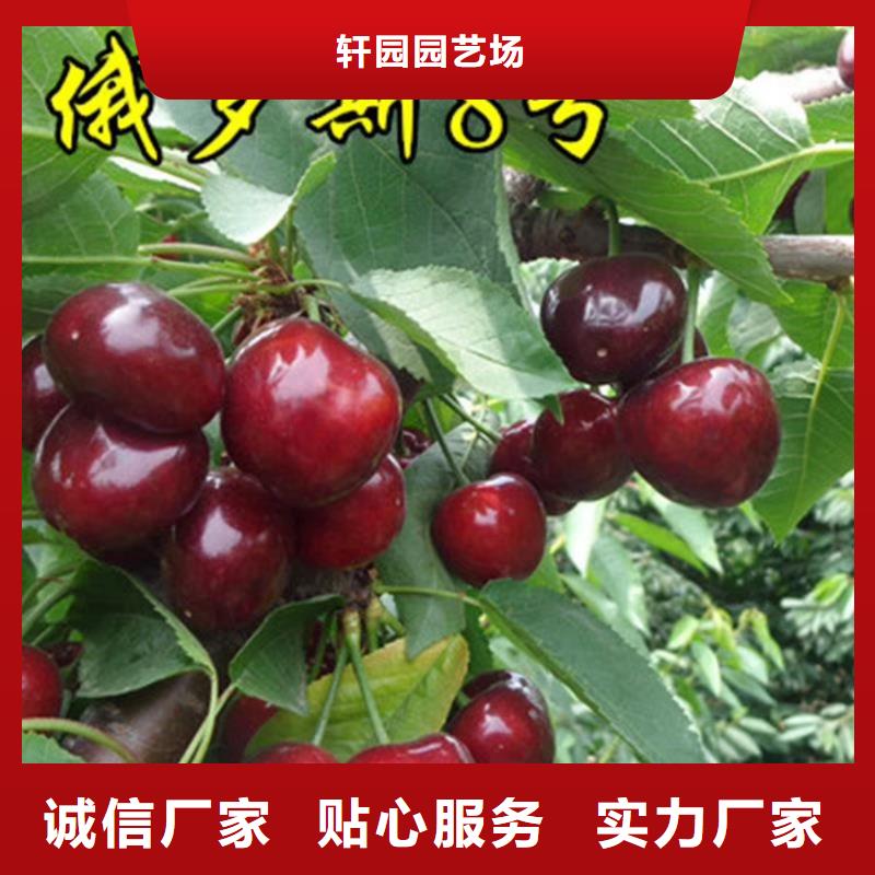 樱桃3公分石榴苗源厂供货