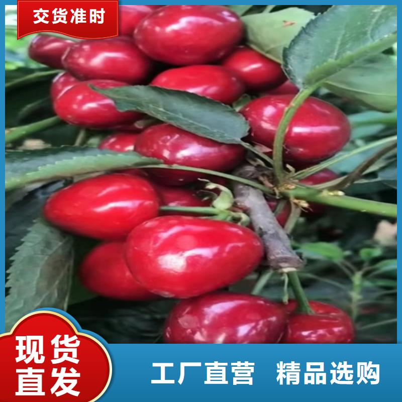 苹果苗视频-古田|寿宁|南平|三明|漳州|泉州苹果苗用心经营-轩园园艺场(宁德市分公司)