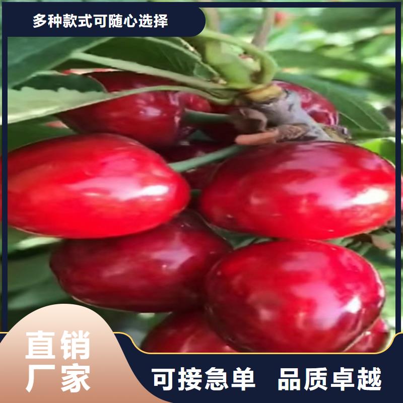 苹果苗视频-苹果苗(轩园)覆盖地域江西省宜春市铜鼓|奉新|南昌|吉安|新余|景德镇