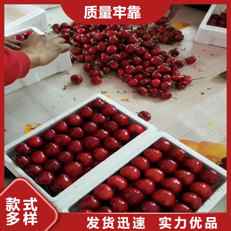 樱桃樱桃苗一致好评产品