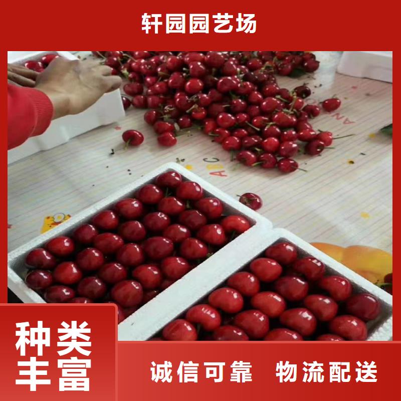 樱桃,苹果苗出货快