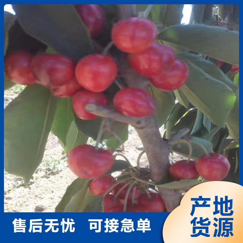 苹果苗视频-古田|寿宁|南平|三明|漳州|泉州苹果苗用心经营-轩园园艺场(宁德市分公司)