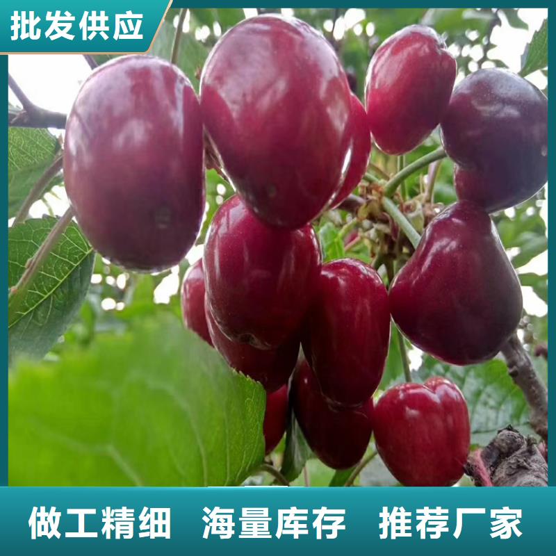 苹果苗视频-苹果苗|大庆市|林甸|肇源|绥化|佳木斯|牡丹江|大兴安岭|鹤岗