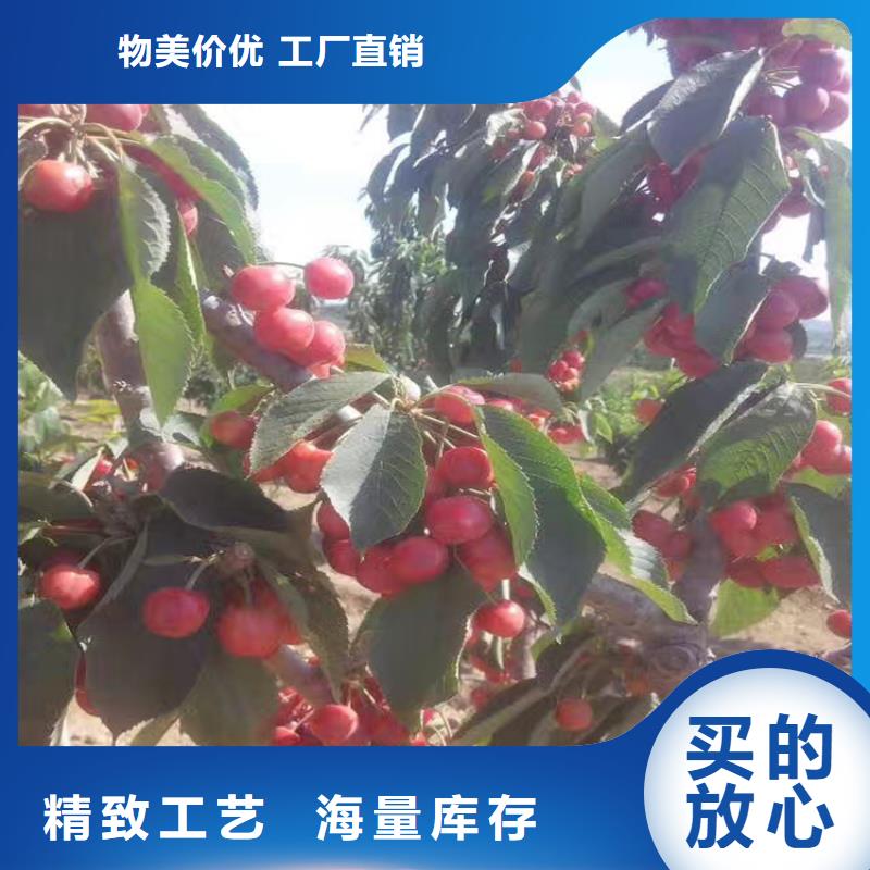 苹果苗视频-古田|寿宁|南平|三明|漳州|泉州苹果苗用心经营-轩园园艺场(宁德市分公司)