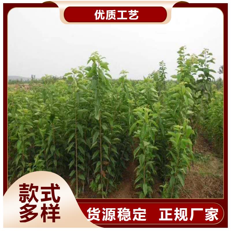 苹果苗视频-苹果苗|大庆市|林甸|肇源|绥化|佳木斯|牡丹江|大兴安岭|鹤岗