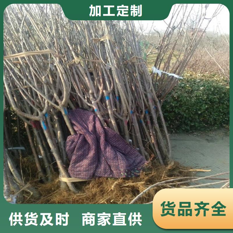 苹果苗视频-苹果苗(轩园)覆盖地域江西省宜春市铜鼓|奉新|南昌|吉安|新余|景德镇