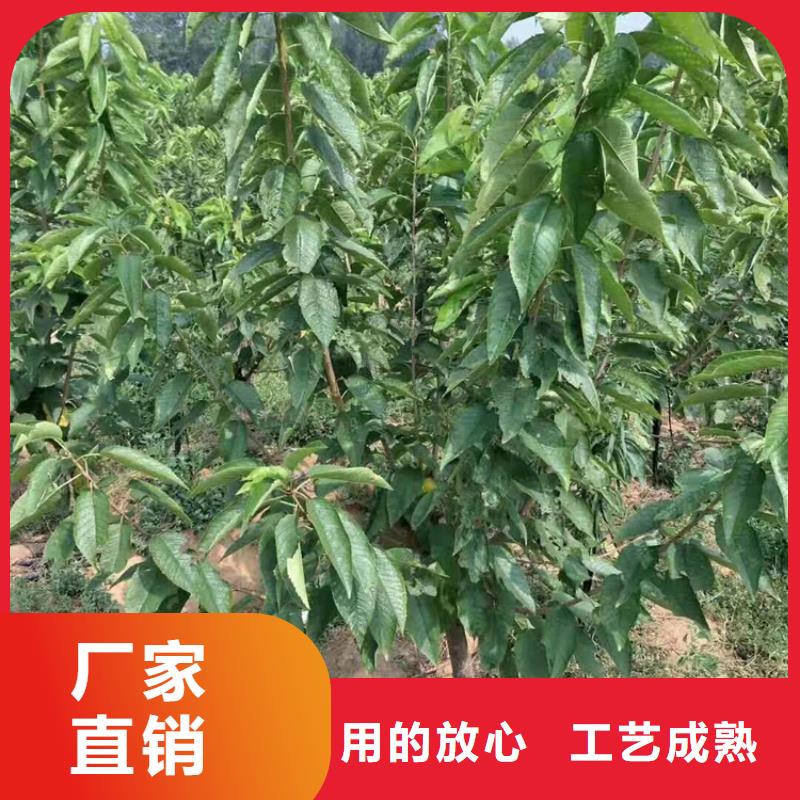 苹果苗视频-苹果苗|大庆市|林甸|肇源|绥化|佳木斯|牡丹江|大兴安岭|鹤岗