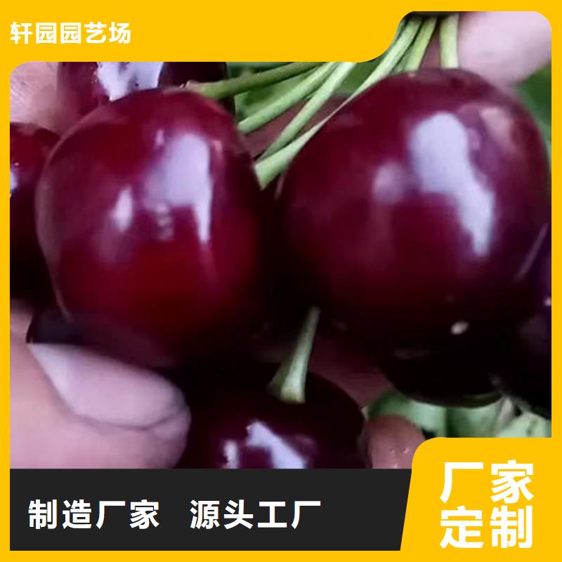 苹果苗视频-古田|寿宁|南平|三明|漳州|泉州苹果苗用心经营-轩园园艺场(宁德市分公司)