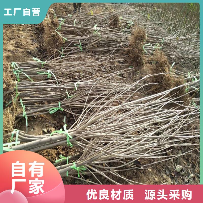 苹果苗视频-苹果苗|大庆市|林甸|肇源|绥化|佳木斯|牡丹江|大兴安岭|鹤岗