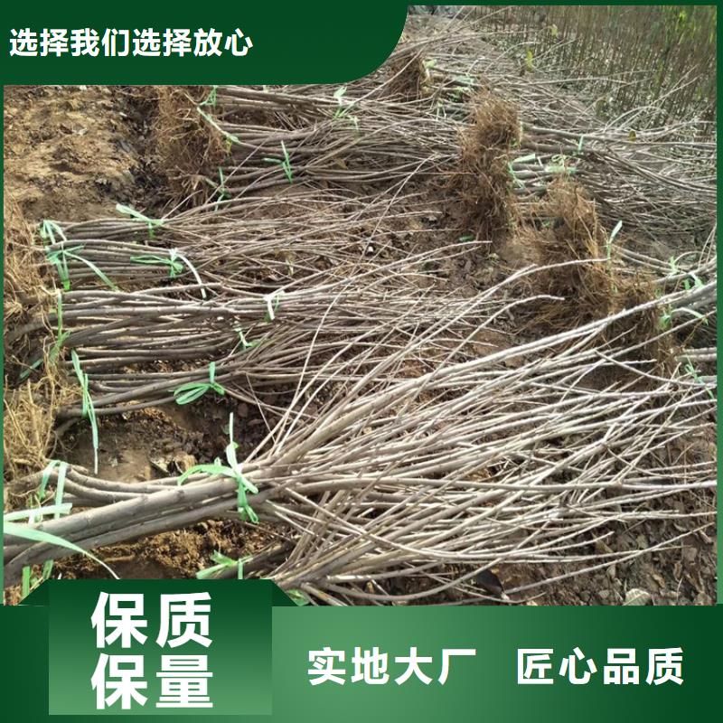 樱桃蓝莓苗快速生产