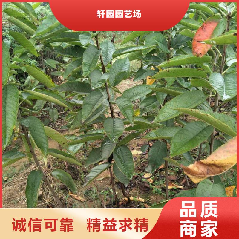 樱桃蓝莓苗快速生产