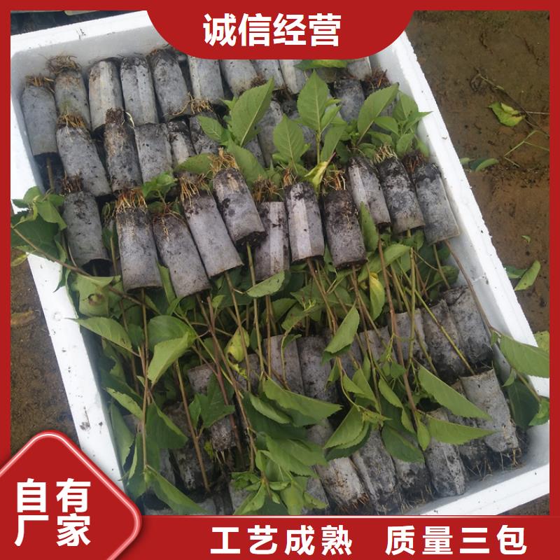 樱桃苹果苗品牌专营