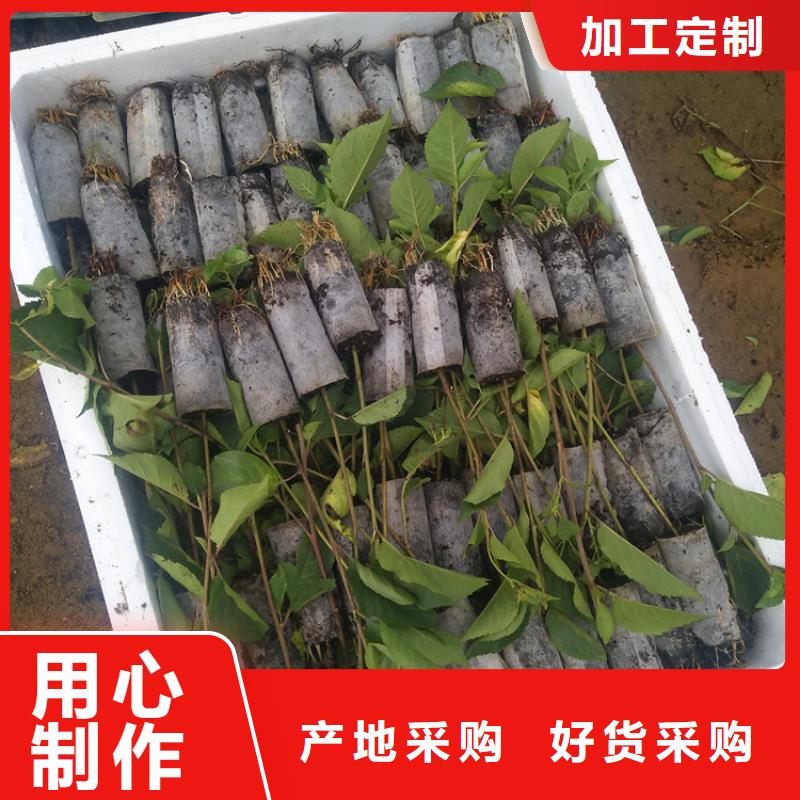 樱桃蓝莓苗快速生产