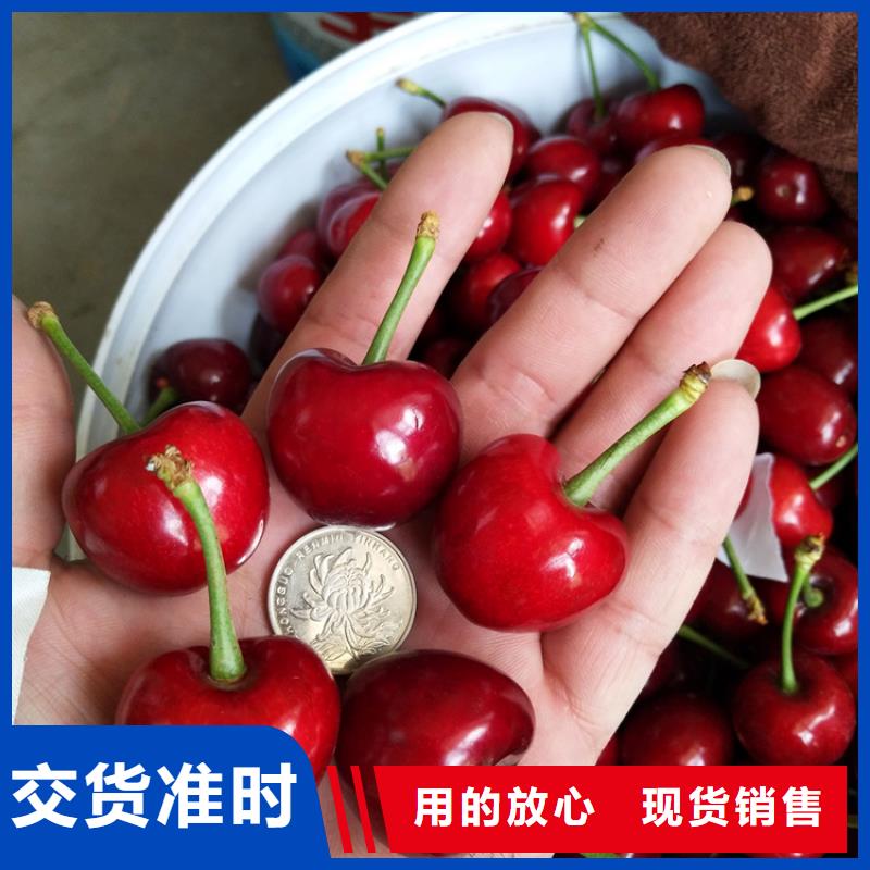 苹果苗视频-苹果苗|大庆市|林甸|肇源|绥化|佳木斯|牡丹江|大兴安岭|鹤岗
