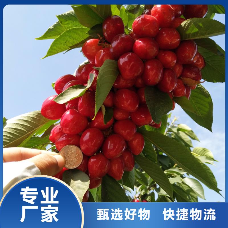 【 樱桃,梨树苗交货准时】-轩园园艺场(大庆市分公司)