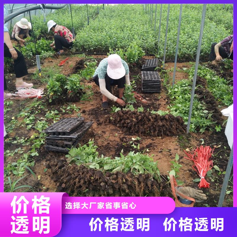 樱桃,苹果苗出货快