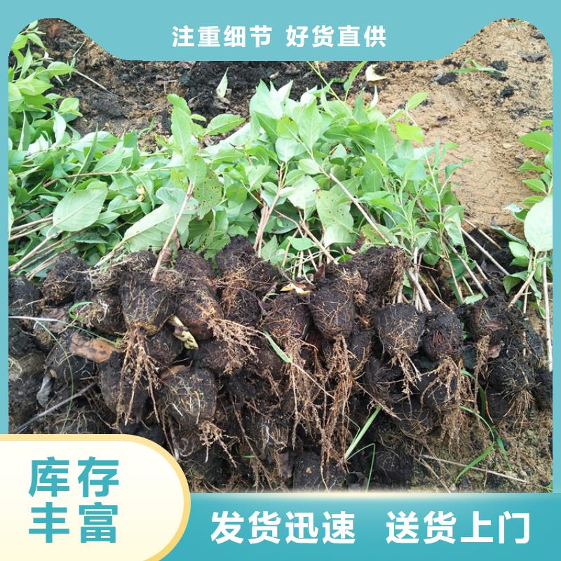 苹果苗视频-苹果苗(轩园)覆盖地域江西省宜春市铜鼓|奉新|南昌|吉安|新余|景德镇