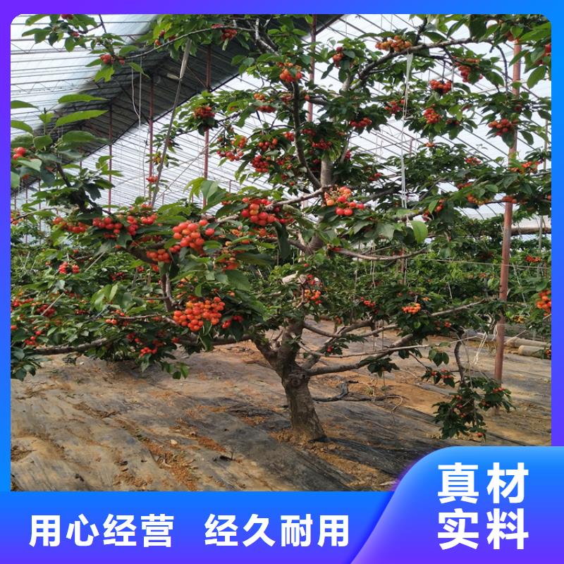 苹果苗视频-苹果苗(轩园)覆盖地域江西省宜春市铜鼓|奉新|南昌|吉安|新余|景德镇