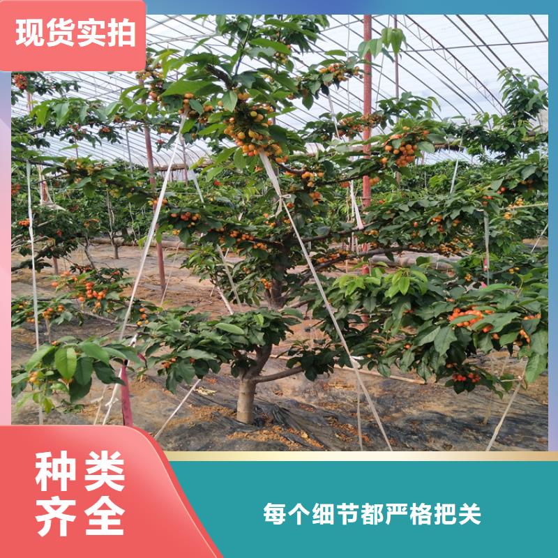 樱桃樱桃苗一致好评产品