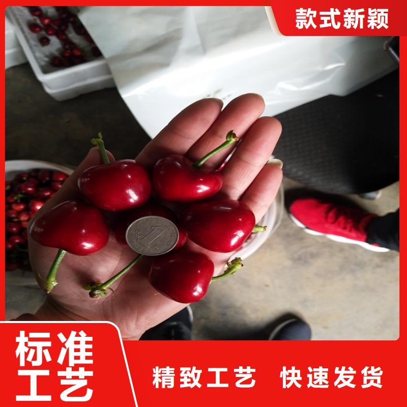 樱桃蓝莓苗快速生产