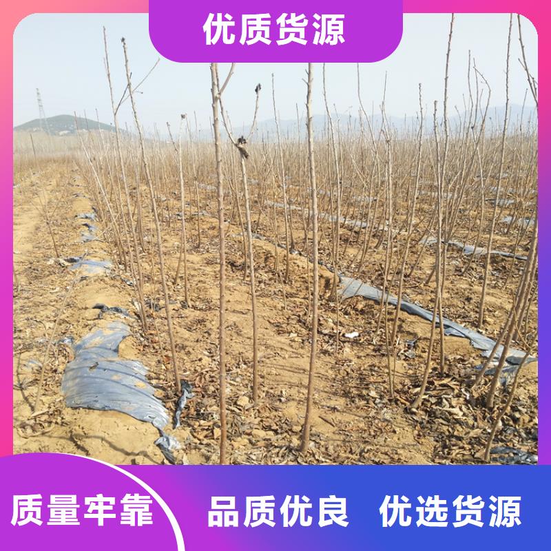 【 樱桃,梨树苗交货准时】-轩园园艺场(大庆市分公司)