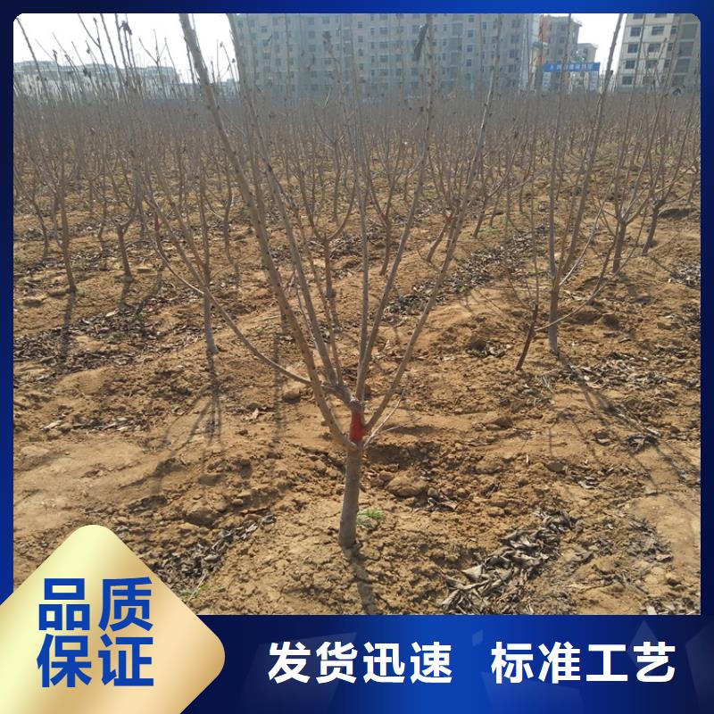 【 樱桃,梨树苗交货准时】-轩园园艺场(大庆市分公司)