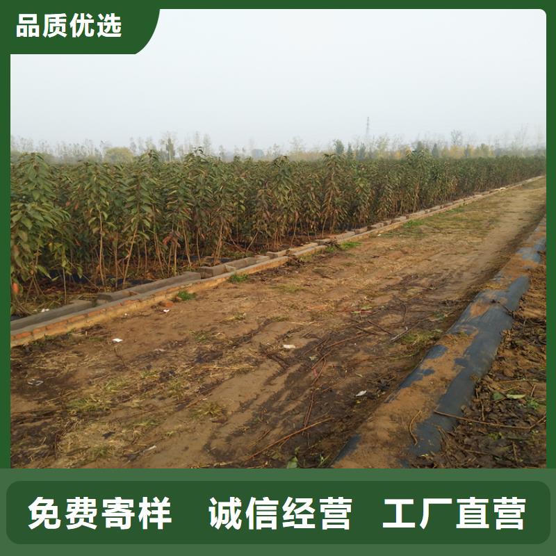 樱桃3公分石榴苗源厂供货