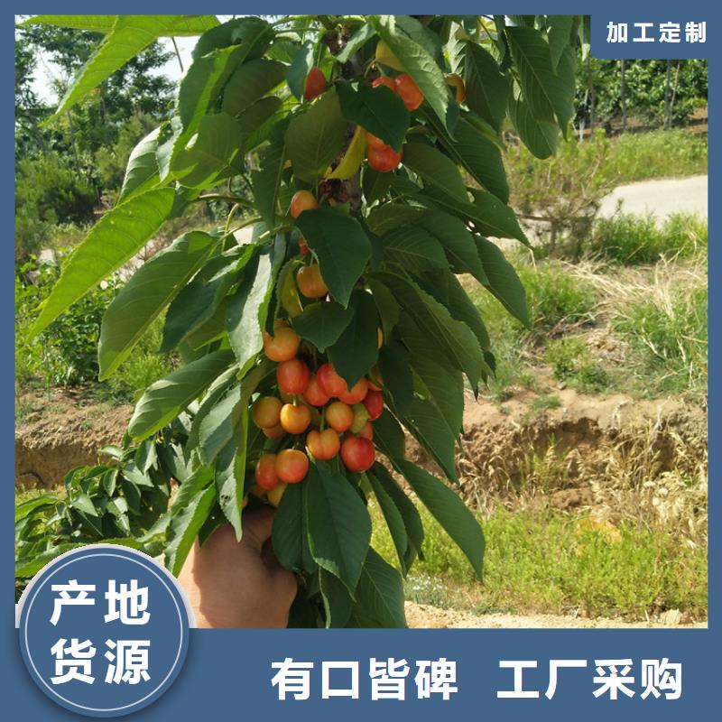 苹果苗视频-苹果苗|大庆市|林甸|肇源|绥化|佳木斯|牡丹江|大兴安岭|鹤岗