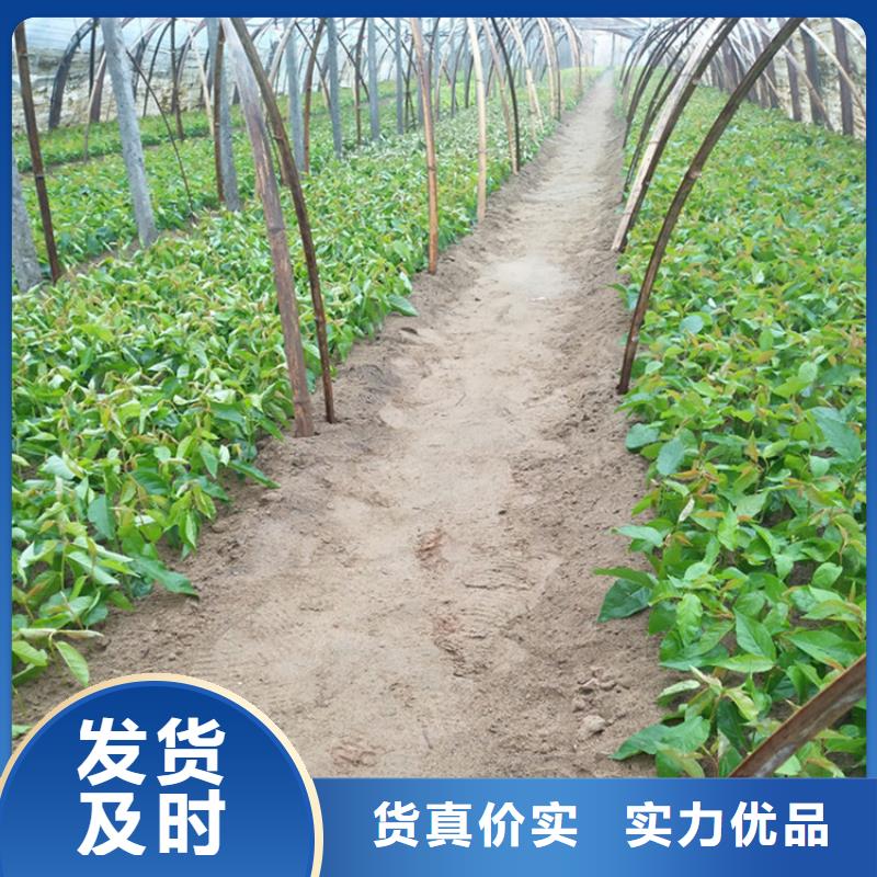 樱桃,苹果苗出货快
