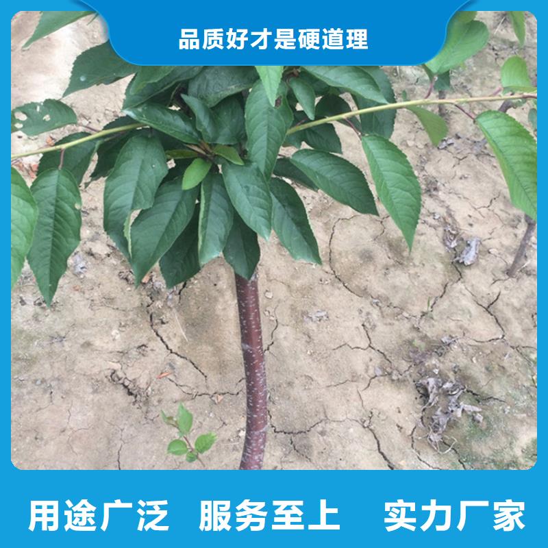 樱桃苹果苗品牌专营