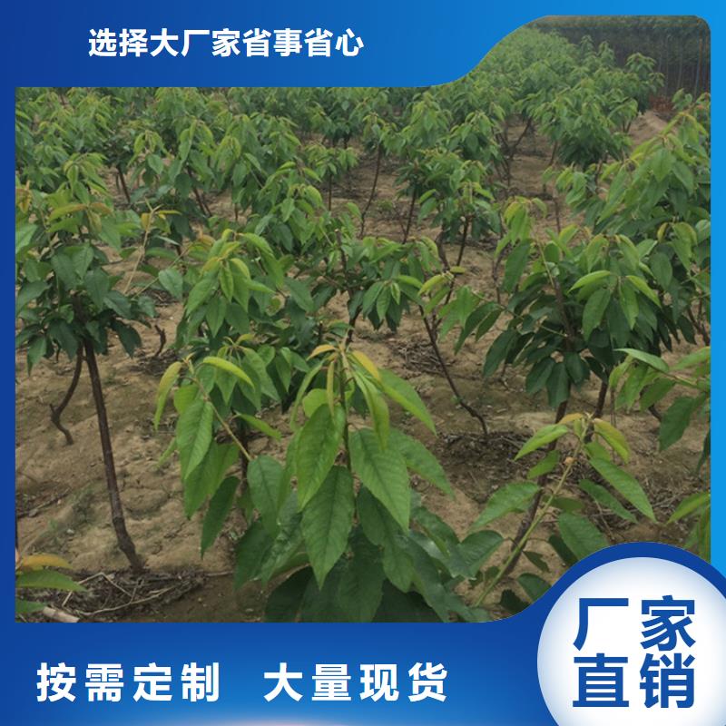 苹果苗视频-古田|寿宁|南平|三明|漳州|泉州苹果苗用心经营-轩园园艺场(宁德市分公司)