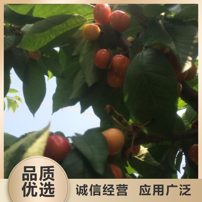 苹果苗视频-古田|寿宁|南平|三明|漳州|泉州苹果苗用心经营-轩园园艺场(宁德市分公司)