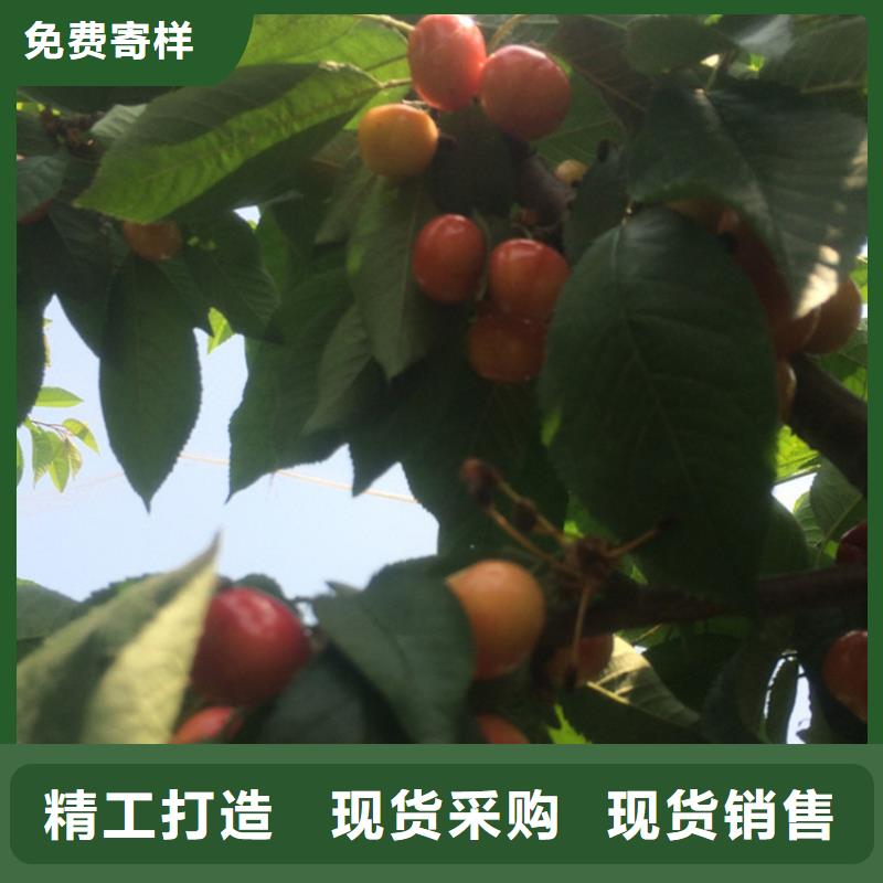 苹果苗视频-苹果苗(轩园)覆盖地域江西省宜春市铜鼓|奉新|南昌|吉安|新余|景德镇